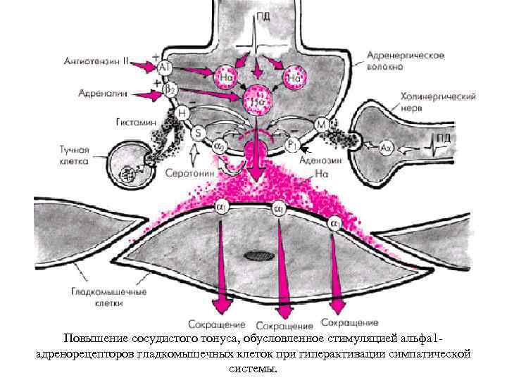 Повышение сосудистого тонуса, обусловленное стимуляцией альфа 1 адренорецепторов гладкомышечных клеток при гиперактивации симпатической системы.