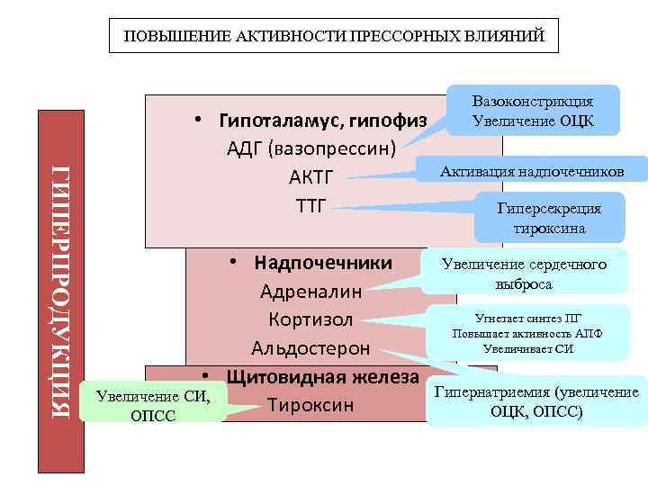 ПОВЫШЕНИЕ АКТИВНОСТИ ПРЕССОРНЫХ ВЛИЯНИЙ ГИПЕРПРОДУКЦИЯ • Гипоталамус, гипофиз АДГ (вазопрессин) АКТГ ТТГ • Надпочечники