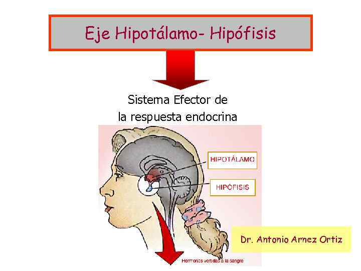 Eje Hipotálamo- Hipófisis Sistema Efector de la respuesta endocrina Dr. Antonio Arnez Ortiz 