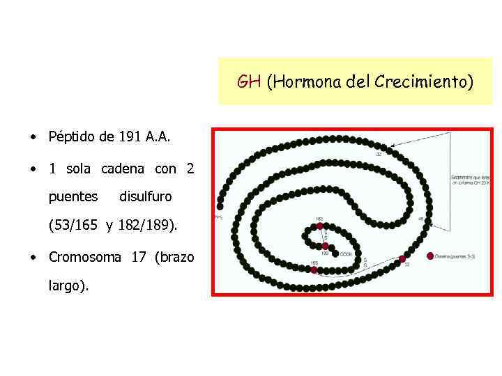 GH (Hormona del Crecimiento) • Péptido de 191 A. A. • 1 sola cadena