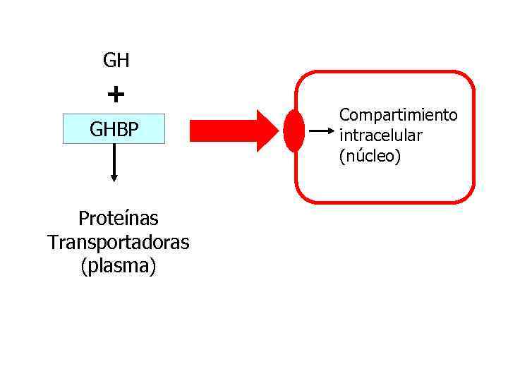 GH + GHBP Proteínas Transportadoras (plasma) Compartimiento intracelular (núcleo) 