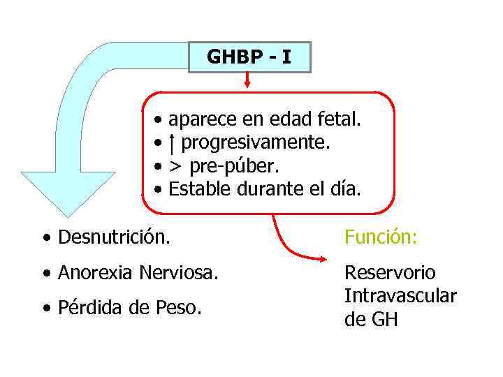 GHBP - I • • aparece en edad fetal. progresivamente. > pre-púber. Estable durante