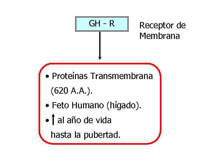 GH - R Receptor de Membrana • Proteínas Transmembrana (620 A. A. ). •