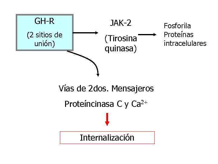 GH-R JAK-2 (2 sitios de unión) (Tirosina quinasa) Vías de 2 dos. Mensajeros Proteíncinasa