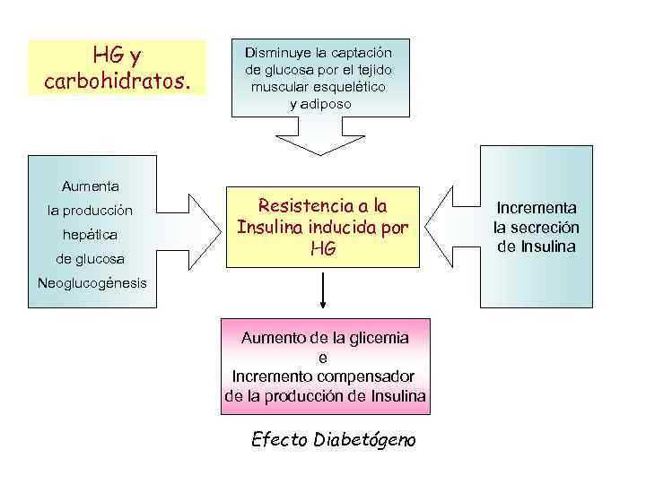 HG y carbohidratos. Aumenta la producción hepática de glucosa Disminuye la captación de glucosa