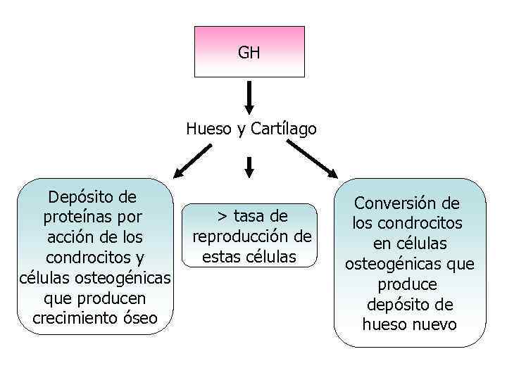 GH Hueso y Cartílago Depósito de proteínas por acción de los condrocitos y células