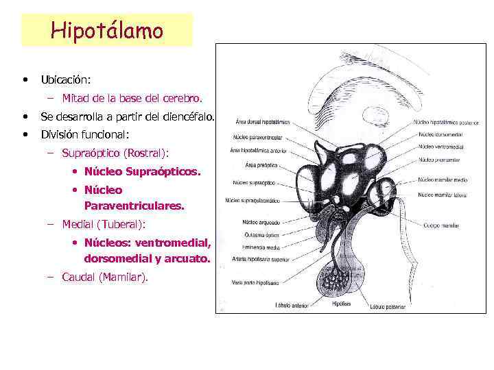 Hipotálamo • Ubicación: – Mitad de la base del cerebro. • Se desarrolla a