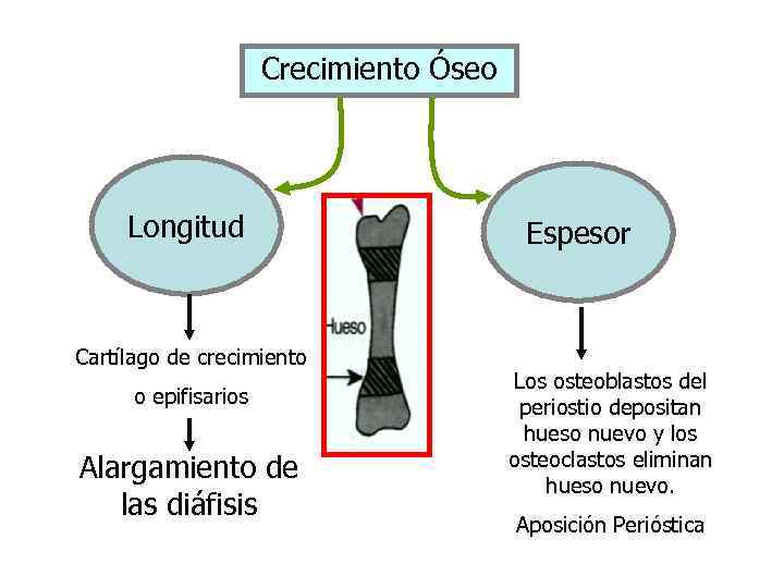 Crecimiento Óseo Longitud Cartílago de crecimiento o epifisarios Alargamiento de las diáfisis Espesor Los