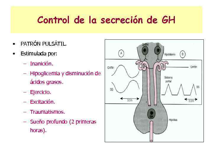 Control de la secreción de GH • PATRÓN PULSÁTIL. • Estimulada por: – Inanición.