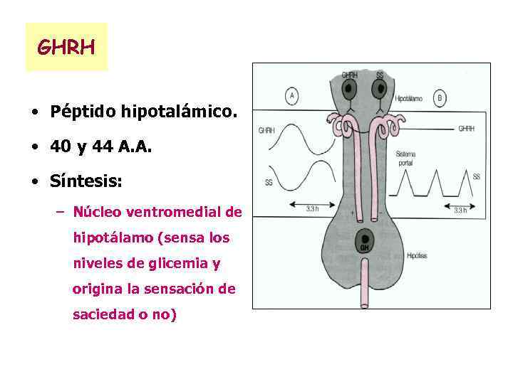 GHRH • Péptido hipotalámico. • 40 y 44 A. A. • Síntesis: – Núcleo