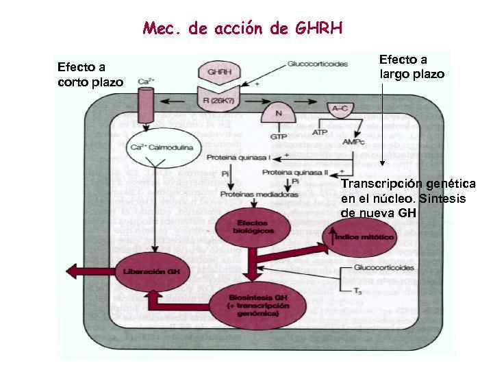 Mec. de acción de GHRH Efecto a corto plazo Efecto a largo plazo Transcripción