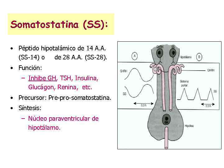 Somatostatina (SS): • Péptido hipotalámico de 14 A. A. (SS-14) o de 28 A.