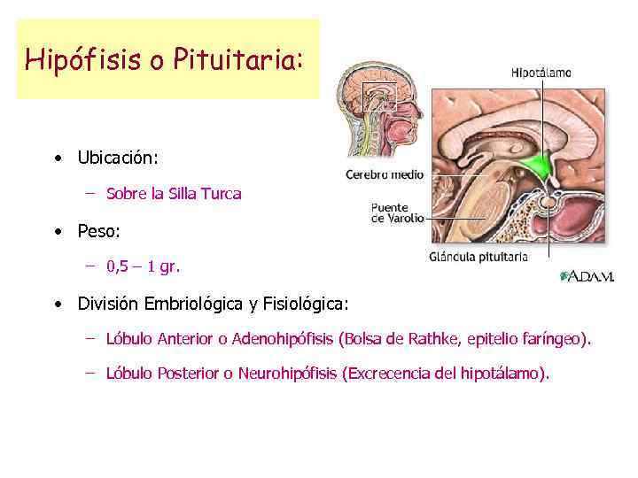 Hipófisis o Pituitaria: • Ubicación: – Sobre la Silla Turca. • Peso: – 0,