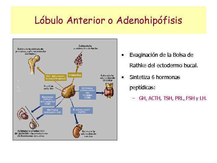 Lóbulo Anterior o Adenohipófisis • Evaginación de la Bolsa de Rathke del ectodermo bucal.