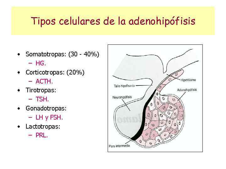 Tipos celulares de la adenohipófisis • Somatotropas: (30 - 40%) – HG. • Corticotropas: