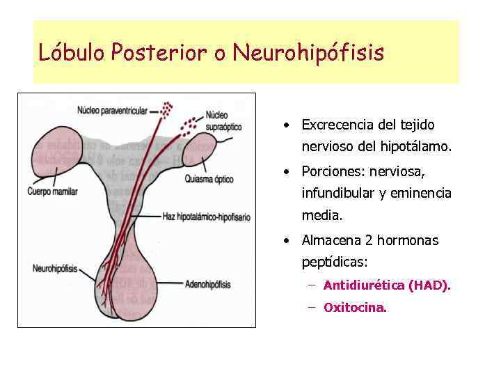 Lóbulo Posterior o Neurohipófisis • Excrecencia del tejido nervioso del hipotálamo. • Porciones: nerviosa,