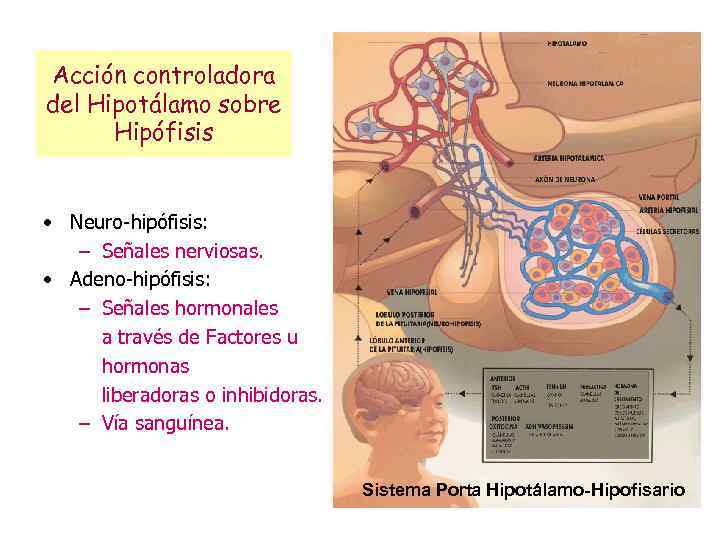 Acción controladora del Hipotálamo sobre Hipófisis • Neuro-hipófisis: – Señales nerviosas. • Adeno-hipófisis: –