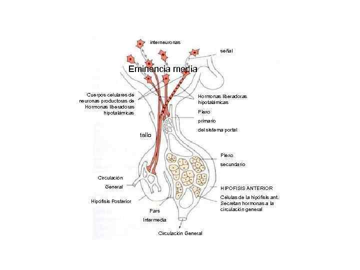 interneuronas señal Eminencia media Cuerpos celulares de neuronas productoras de Hormonas liberadoras hipotalámicas Plexo