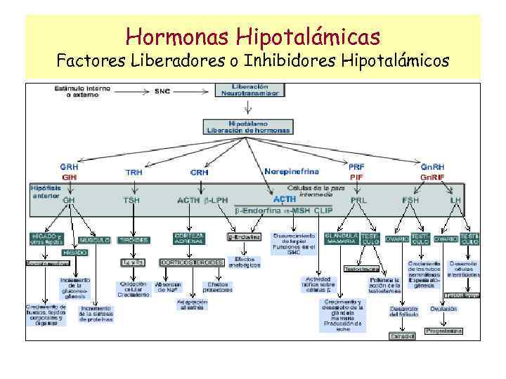 Hormonas Hipotalámicas Factores Liberadores o Inhibidores Hipotalámicos 