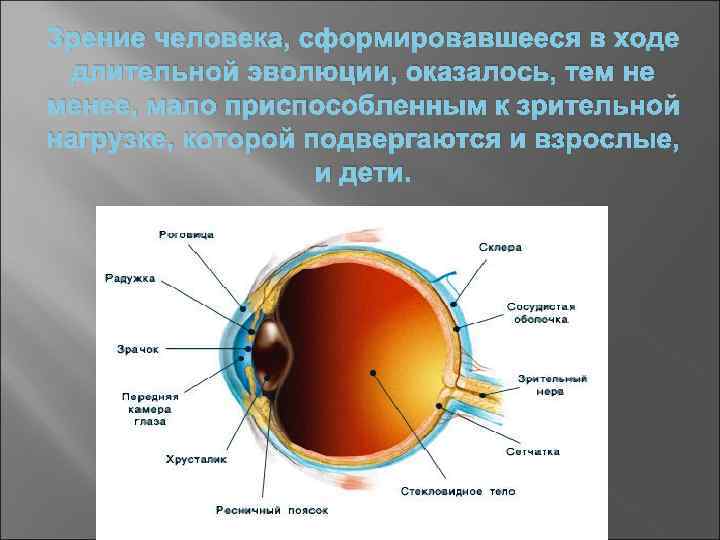 Зрение человека, сформировавшееся в ходе длительной эволюции, оказалось, тем не менее, мало приспособленным к