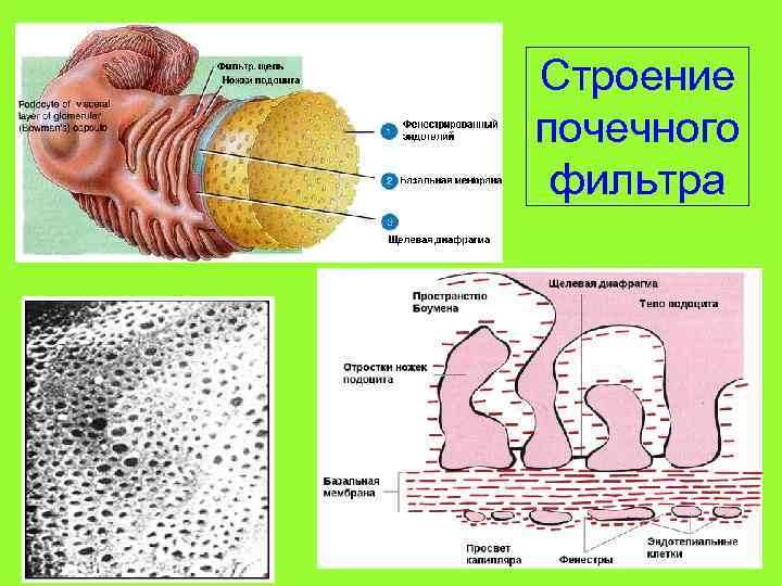 Фильтрационная мембрана почки схема