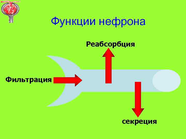 Функции нефрона Реабсорбция Фильтрация секреция 
