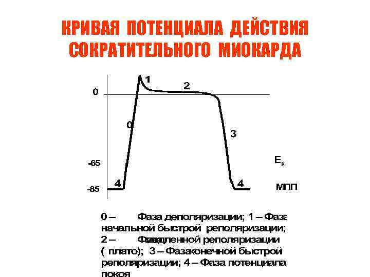 КРИВАЯ ПОТЕНЦИАЛА ДЕЙСТВИЯ СОКРАТИТЕЛЬНОГО МИОКАРДА Ек 