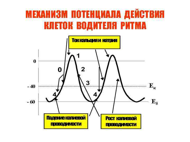 МЕХАНИЗМ ПОТЕНЦИАЛА ДЕЙСТВИЯ КЛЕТОК ВОДИТЕЛЯ РИТМА Ек Е 0 