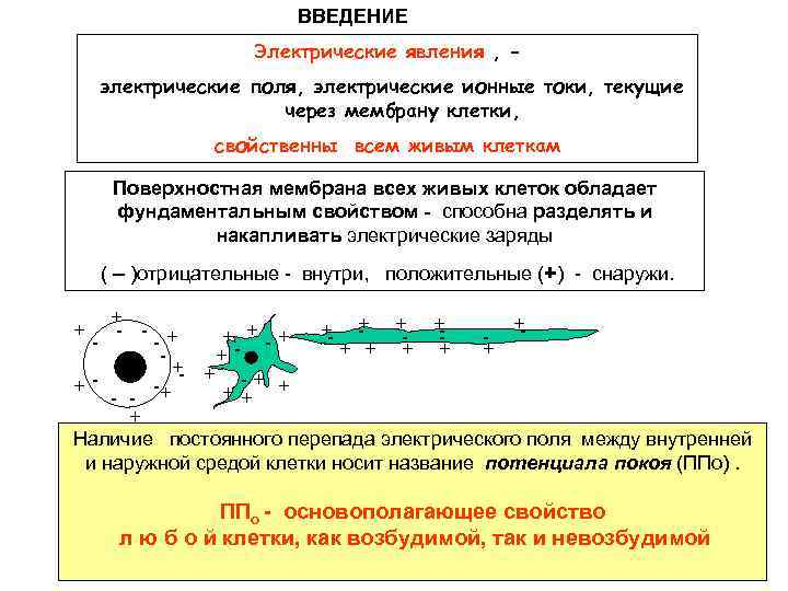 ВВЕДЕНИЕ Электрические явления , электрические поля, электрические ионные токи, текущие через мембрану клетки, свойственны