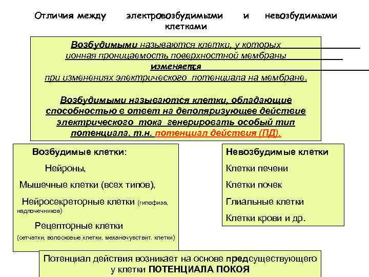 Отличия между электровозбудимыми клетками и невозбудимыми Возбудимыми называются клетки, у которых ионная проницаемость поверхностной