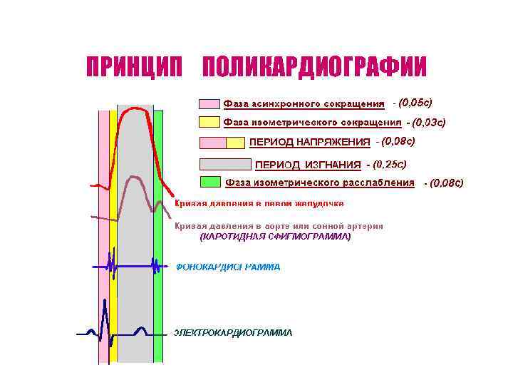 ПРИНЦИП ПОЛИКАРДИОГРАФИИ 