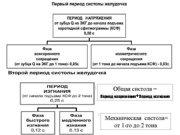 Общая систола = Период напряжения+Период изгнания Механическая систола= от 1 -го до 2 тона