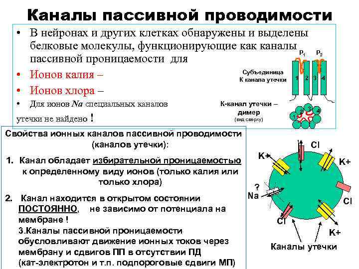 Каналы пассивной проводимости • В нейронах и других клетках обнаружены и выделены белковые молекулы,