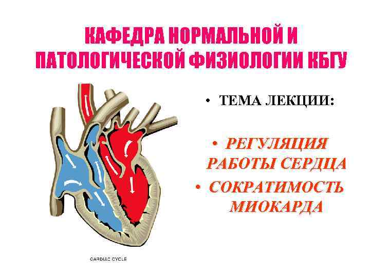 КАФЕДРА НОРМАЛЬНОЙ И ПАТОЛОГИЧЕСКОЙ ФИЗИОЛОГИИ КБГУ • ТЕМА ЛЕКЦИИ: • РЕГУЛЯЦИЯ РАБОТЫ СЕРДЦА •