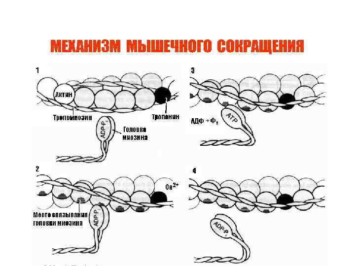 МЕХАНИЗМ МЫШЕЧНОГО СОКРАЩЕНИЯ 