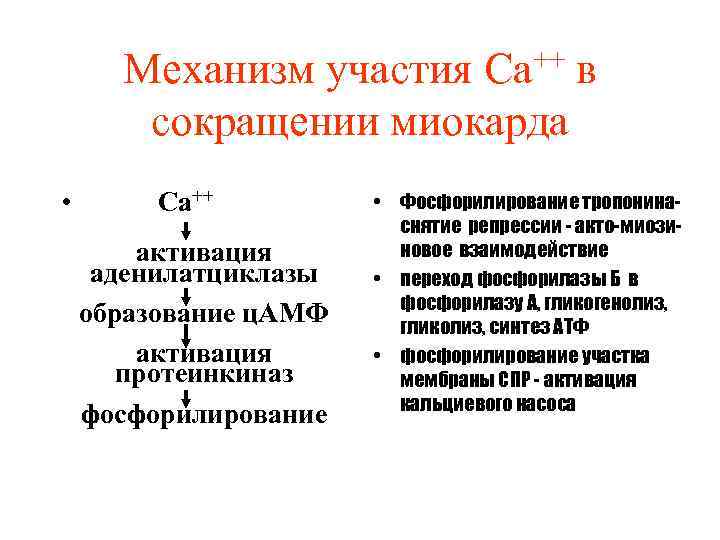 Механизм участия Са++ в сокращении миокарда • Са++ активация аденилатциклазы образование ц. АМФ активация