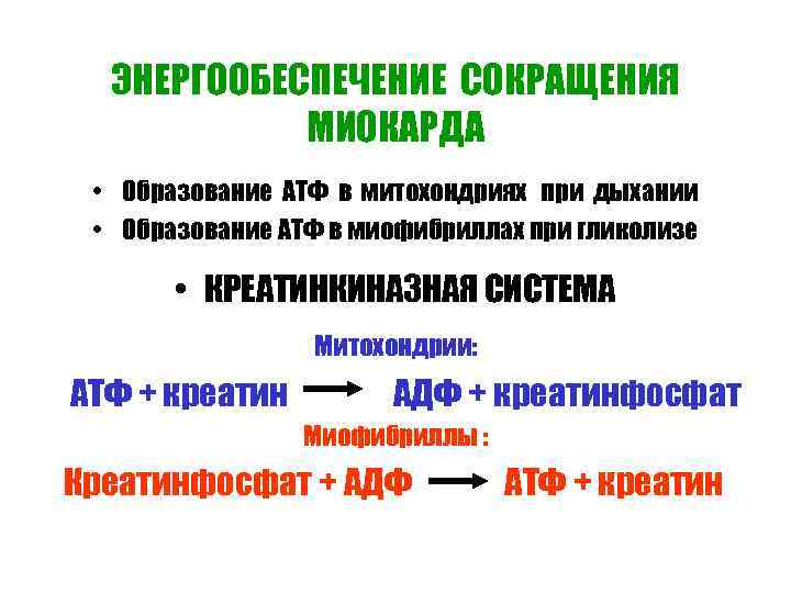 ЭНЕРГООБЕСПЕЧЕНИЕ СОКРАЩЕНИЯ МИОКАРДА • Образование АТФ в митохондриях при дыхании • Образование АТФ в