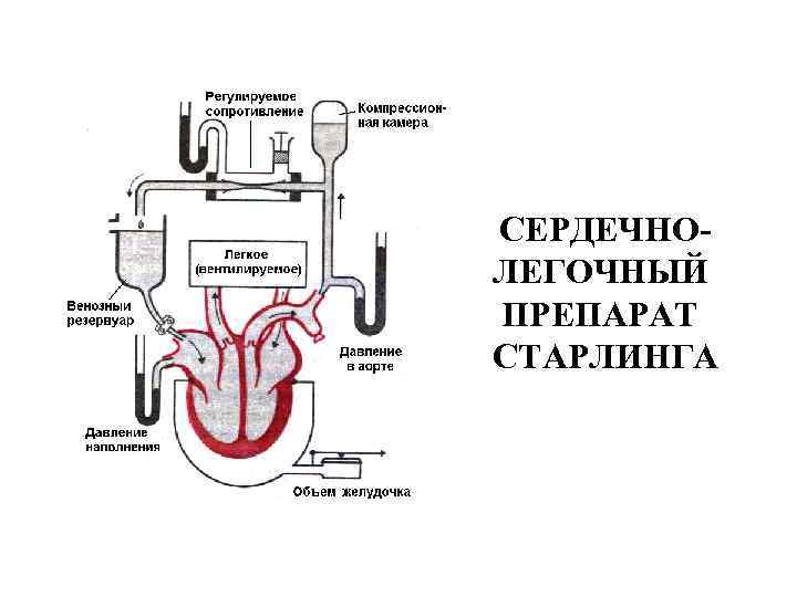 СЕРДЕЧНОЛЕГОЧНЫЙ ПРЕПАРАТ СТАРЛИНГА 