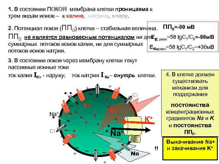 Проницаемость мембраны для ионов калия