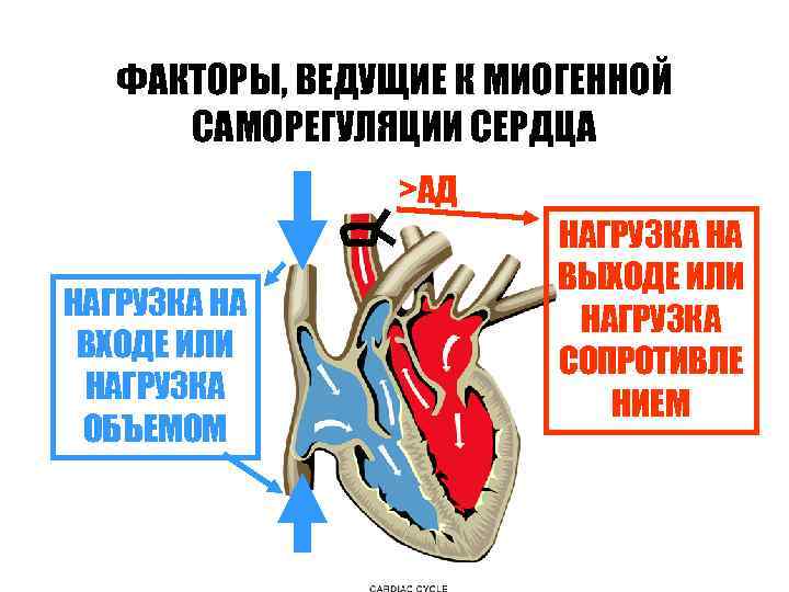 ФАКТОРЫ, ВЕДУЩИЕ К МИОГЕННОЙ САМОРЕГУЛЯЦИИ СЕРДЦА >АД НАГРУЗКА НА ВХОДЕ ИЛИ НАГРУЗКА ОБЪЕМОМ НАГРУЗКА