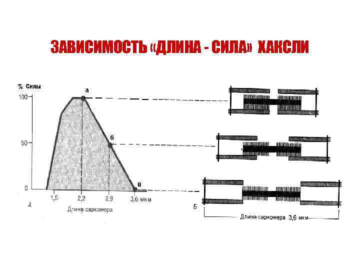 ЗАВИСИМОСТЬ «ДЛИНА - СИЛА» ХАКСЛИ 