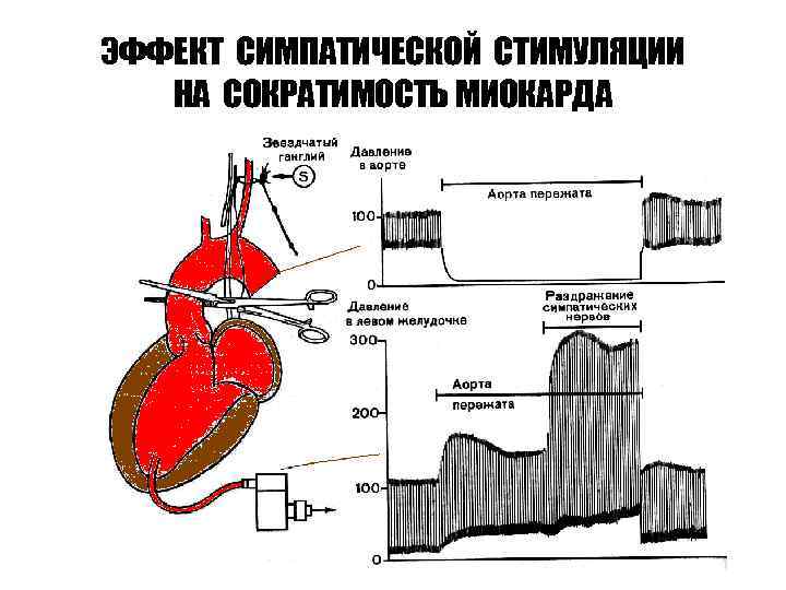 ЭФФЕКТ СИМПАТИЧЕСКОЙ СТИМУЛЯЦИИ НА СОКРАТИМОСТЬ МИОКАРДА 