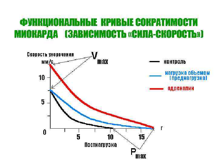 ФУНКЦИОНАЛЬНЫЕ КРИВЫЕ СОКРАТИМОСТИ МИОКАРДА (ЗАВИСИМОСТЬ «СИЛА-СКОРОСТЬ» ) 