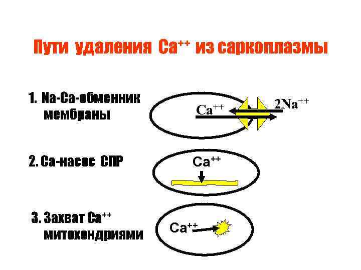 Пути удаления Са++ из саркоплазмы 1. Na-Ca-обменник мембраны Ca++ 2. Са-насос СПР Са++ 3.