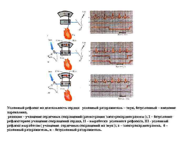 Условный рефлекс на деятельность сердца: условный раздражитель – звук, безусловный – введение адреналина, реакция