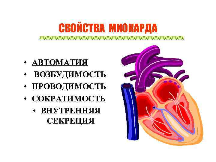 СВОЙСТВА МИОКАРДА • • АВТОМАТИЯ ВОЗБУДИМОСТЬ ПРОВОДИМОСТЬ СОКРАТИМОСТЬ • ВНУТРЕННЯЯ СЕКРЕЦИЯ 