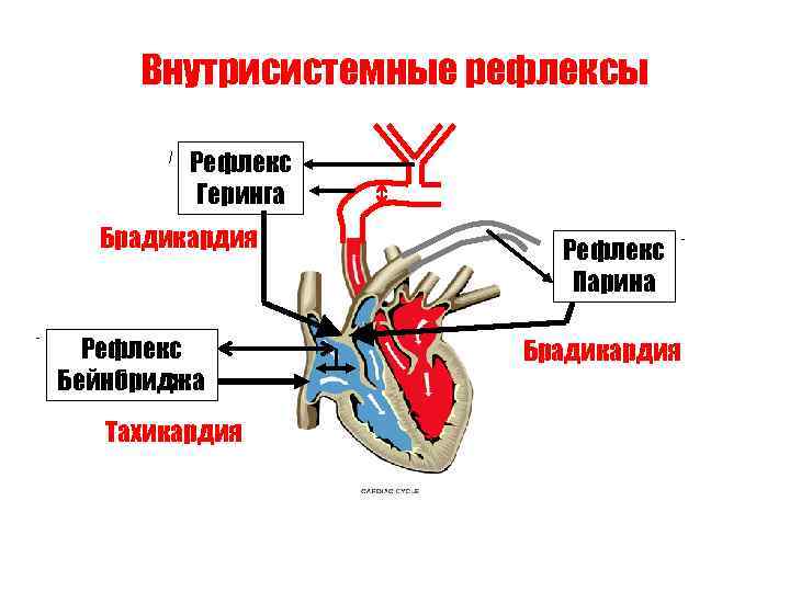 Внутрисистемные рефлексы Рефлекс Геринга Брадикардия Рефлекс Бейнбриджа Тахикардия Рефлекс Парина Брадикардия 