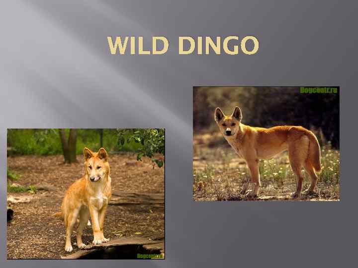 WILD DINGO 