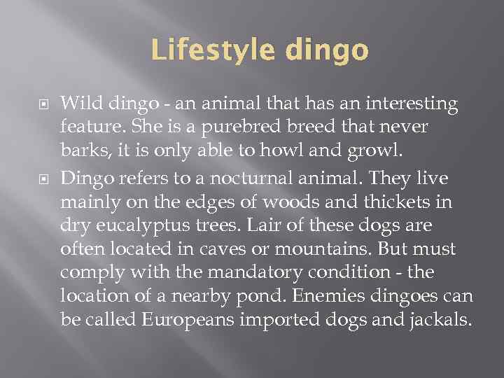 Lifestyle dingo Wild dingo - an animal that has an interesting feature. She is