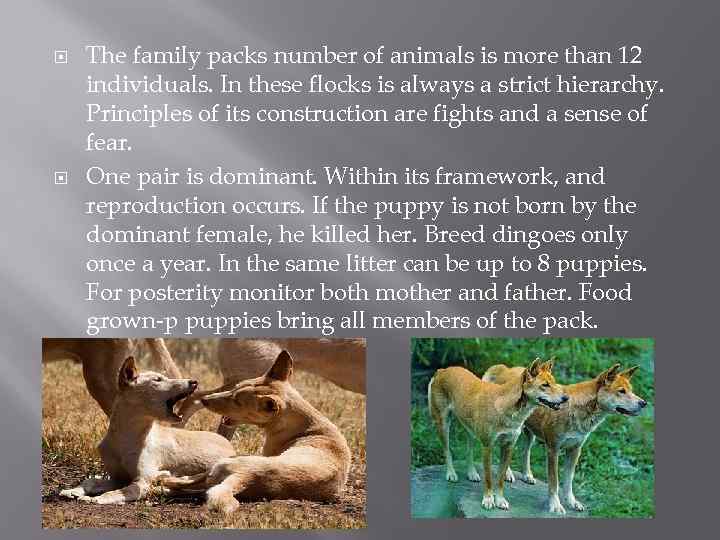  The family packs number of animals is more than 12 individuals. In these